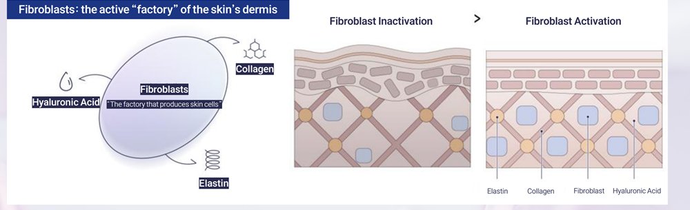 Fibroblast activation — amino acids as the energy source for the skin's collagen factory